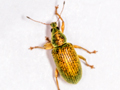 Polydrusus formosus